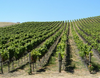 Тривале перезволоження ґрунту може бути причиною хлорозу винограду